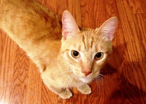 rufus-new (2)